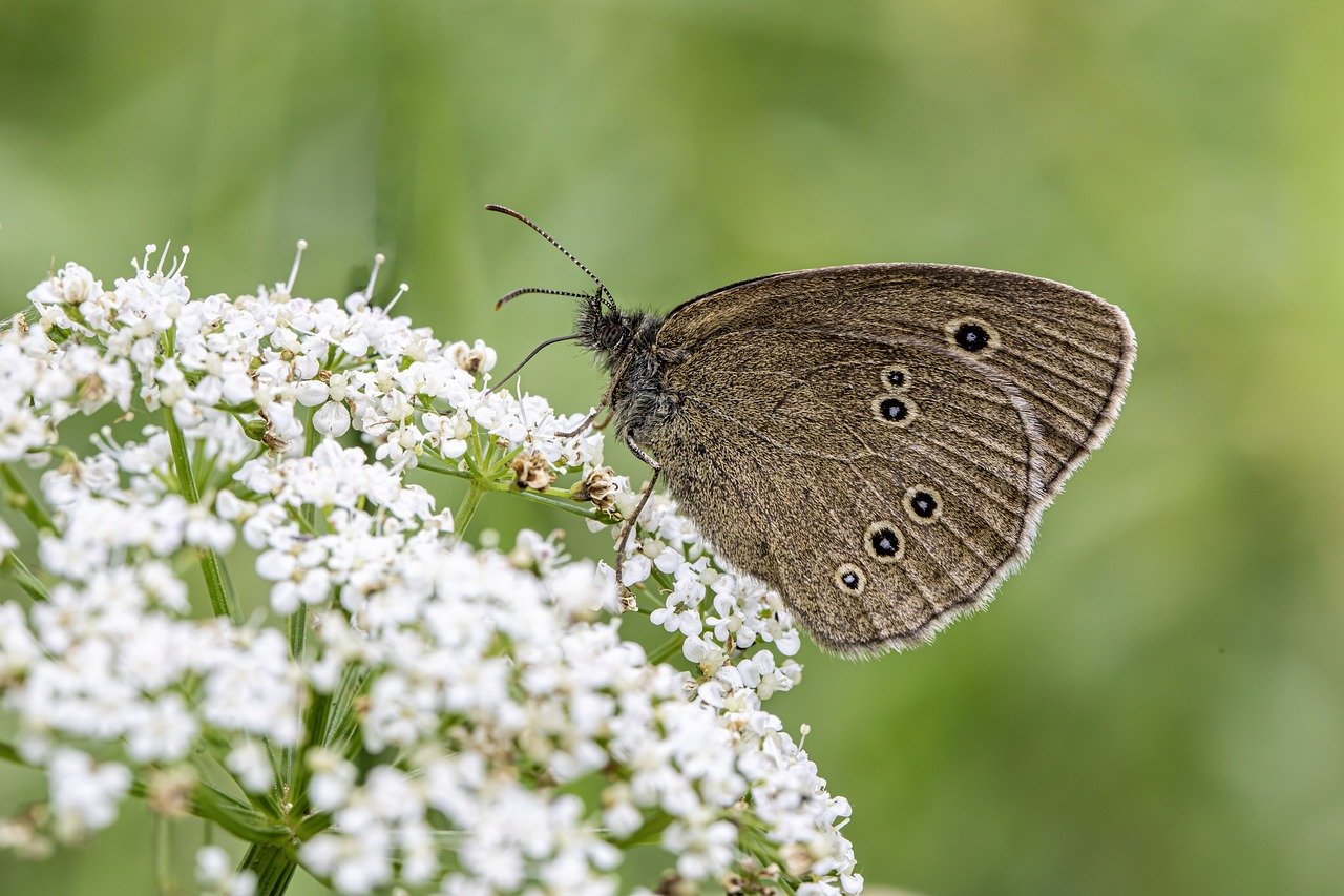 Growing a Butterfly Garden: Plant Choices and Tips